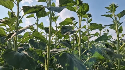 Young field of sunflowers under a cloudy summer sky Video stock 343387264