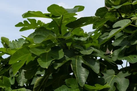 Young Fig Tree Branch Foto stock