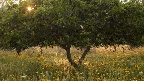 Young fig tree crossed by the rays of the sun and many yellow flowers. Stock Footage 127001726