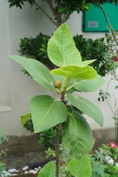 A young fig tree with fruit and healthy green leaves grows in a garden. Close-up Stock Photos