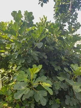 Young Fig Tree in the Golden Rays of the Sun Stock Photos