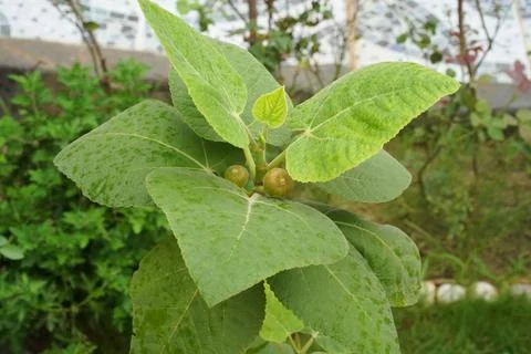 A young fig tree with ripening fruit and healthy green leaves in the garden. Stock Photos