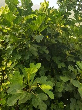 A young fig tree in the sunlight Stock Photos