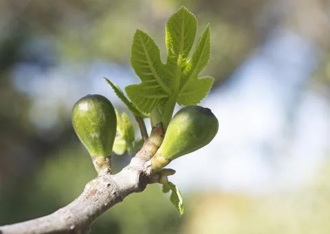 Young figs on a branch Stock Photos