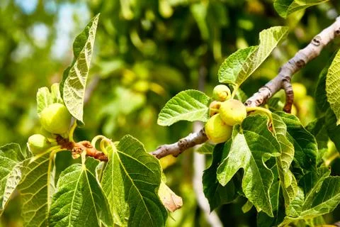 Young figs grow on the tree. Stock Photos