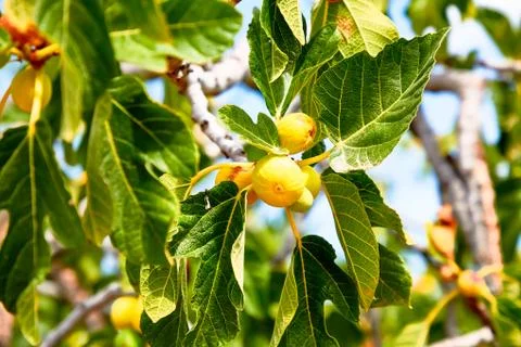 Young figs grow on the tree. Stock Photos