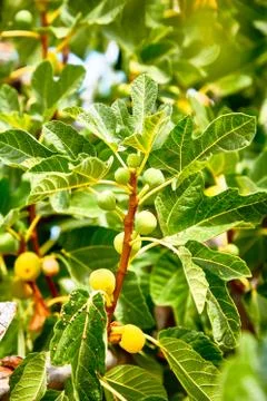 Young figs grow on the tree. Stock Photos