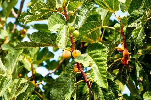 Young figs grow on the tree. Stock Photos