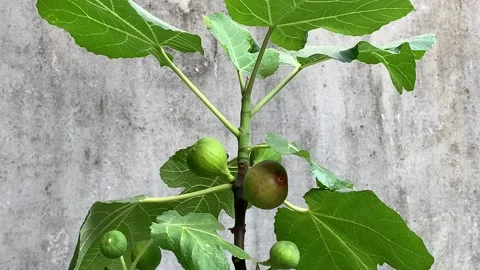 Young figs in a pot. Stock Footage 159997047