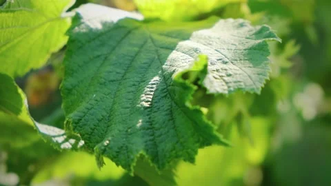 Young filbert nuts hanging on the branches of a hazelnut tree. Beautiful fresh Видео 138439062