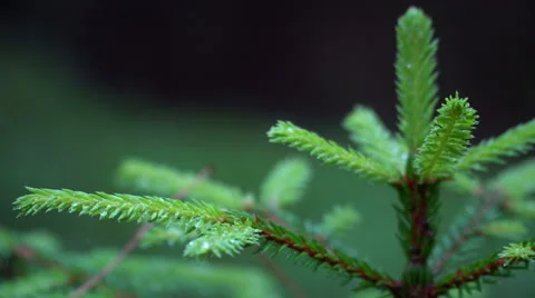 Young fir in the forest close up Stock Footage 64771569