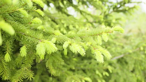 Young fir tree branches displaying vibrant green needles, showcasing delica.. Stock Footage 310965741