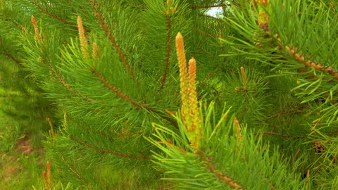 Young fir tree brunch on a windy day Stock Footage 131627079