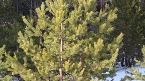 Young Fir-tree Video stock 47206148