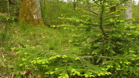 Young fir tree in a forest Stock Footage 154374402