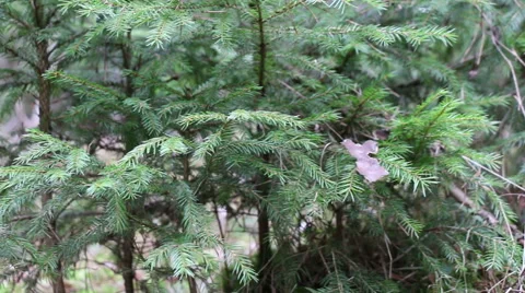 Young fir tree growing in forest motion footage made with slider Stock Footage 48898625