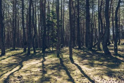 Young fir tree inside dancing forest thats been planted almost 20 years and s Stock Photos
