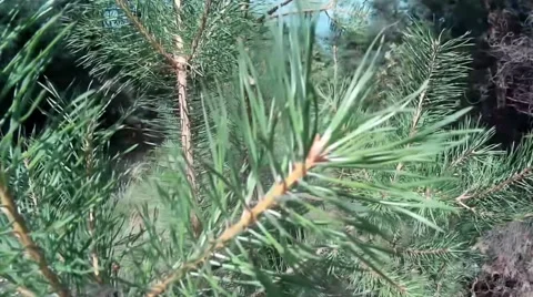 Young fir tree in a pine forest Stock Footage 68417035
