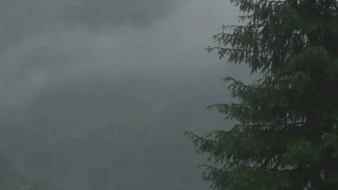 Young fir tree wrapped in mists covering the tops of the mountains after a t Stock Footage 148341212