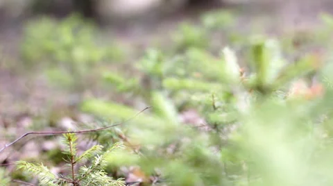 Young fir-trees close up 動画素材 36988658