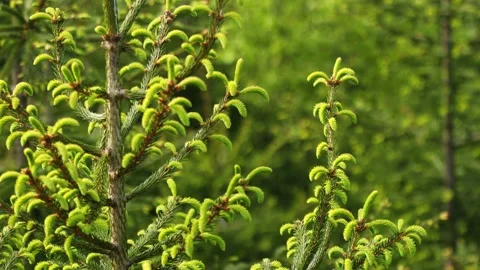 Young fir trees in spring 스톡 동영상 154630474