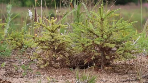Young firs planted on plot with sandy soil Stock Footage 83000531
