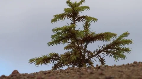 Young firs planted (regrowth) on plot with sandy soil Vídeos de archivo 83272057