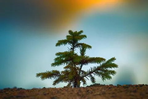 Young firs planted (regrowth) on plot with sandy soil Stock Photos