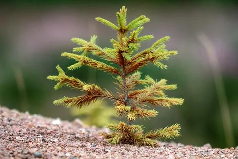 Young firs planted (regrowth) on plot with sandy soil Stock Photos