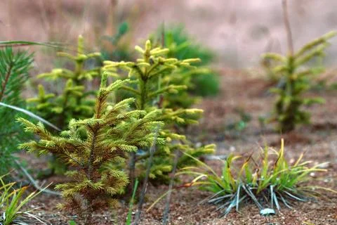 Young firs planted (regrowth) on plot with sandy soil Afforestation. Young... Foto stock