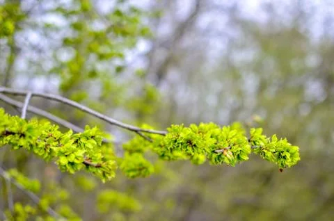 Young first leaves on a brunch on spring, green garden Stock Photos