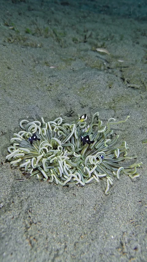 Young fish among the tentacles of a sea anemone Stock Footage 339988045