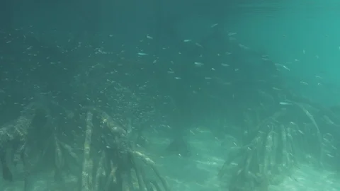 Young fish; mixed school in a flooded mangrove forest in Thailand. Video stock 129006304