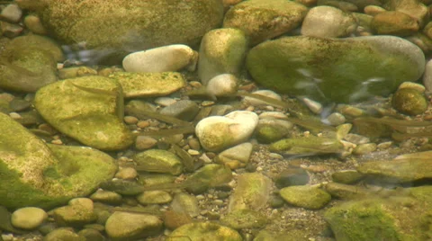 Young fish in pebbled shallows of the river Stock Footage 33891349