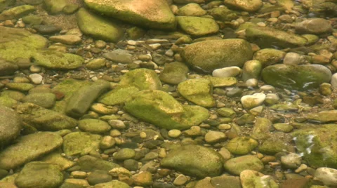 Young fish in pebbled shallows of the river Stock Footage 33891362
