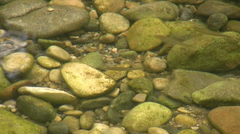 Young fish in pebbled shallows of the river Video stock 33891556