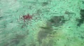 Young fish swim in water HD Footage