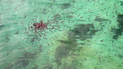 Young fish swim in water Stock Footage