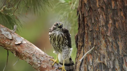 Young fledgling hawk Stock Footage 158663899