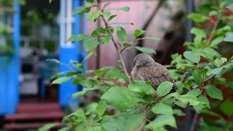 Young fledgling perching on twig of green tree Stock Footage 71120865