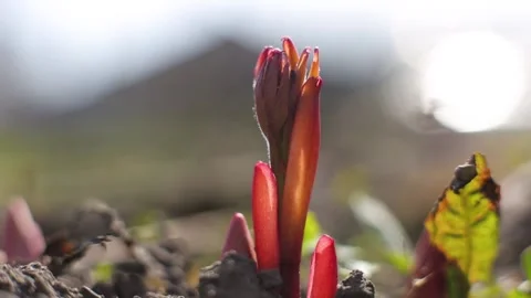 Young flower grows from the ground in spring. small red flower grows Stock-Footage 133616558