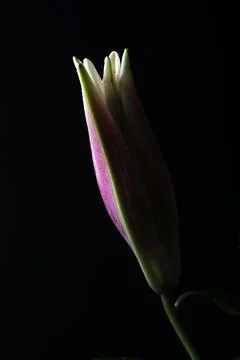Young Flower Stockfoto's