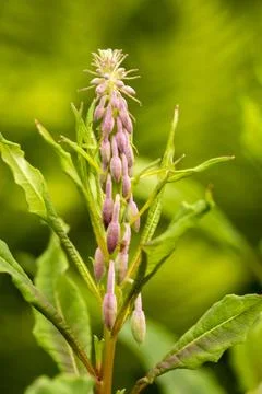 Young Flower Stock Photos
