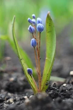 Young flower sprouting Stock Photos