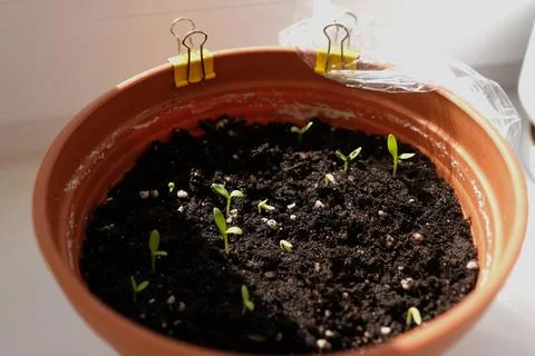 Young flower sprouts in a container Stock Photos