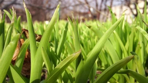 Young flower sprouts in the flowerbed Stock Footage