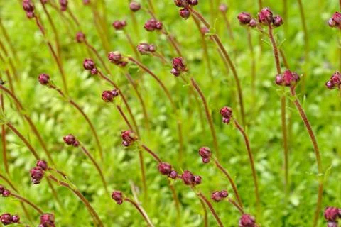 Young flower sprouts Stock Photos