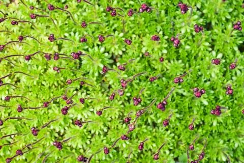 Young flower sprouts Stock Photos