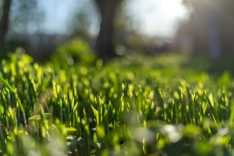 Young flower sprouts Stock Photos