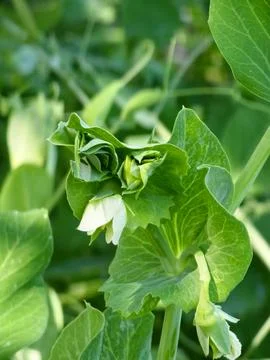 Young Flowering Garden Pea Shoot with White Blossom in Organic Vegetable Gard Stock Photos